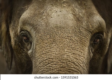 A closeup shot of the face of a muddy elephant