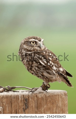 Similar – Image, Stock Photo Adult Burrowing owl Athene cunicularia