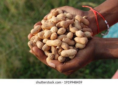 A closeup shot of a farmer holding groundnuts in India