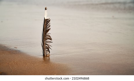 A closeup shot of a feather in the sand at the beach