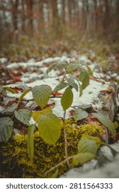 A close-up shot featuring green raspberry leaves growing from mossy wood and covered in a layer of light snow against a soft, blurred forest backgroun