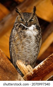 A Closeup Shot Of A Female Great Horned Owl In A Barn In Eastern Oregon