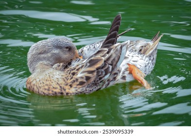 A closeup shot of a female mallard duck preening in a pond - Powered by Shutterstock