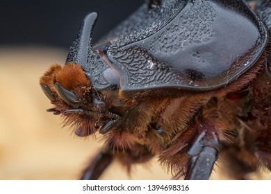 Closeup Shot Female Rhinoceros Beetle Stock Photo 1394698316 | Shutterstock