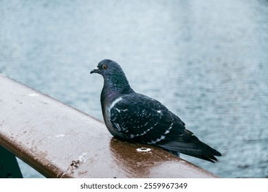 A closeup shot of Feral pigeon birds perched on a wooden fence with water background - Powered by Shutterstock