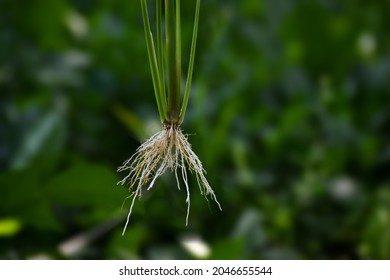 A Closeup Shot Of A Fibrous Root System Of A Rice Plant