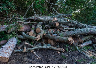 The Closeup Shot Of The Firewood On The Tress Background