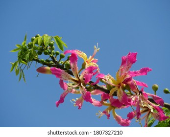 White Floss Silk Tree Hd Stock Images Shutterstock