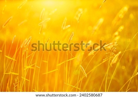 A closeup shot of flowers and grass in golden late afternoon sunlight, Lacock Wil