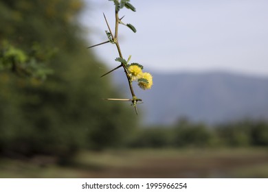 A Closeup Shot Of Flowers Of Vachellia Nilotica, Acacia Nilotica, Babhul Tree, India