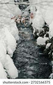 Close-up shot of a flowing stream cutting through deep white snowbanks in a winter forest