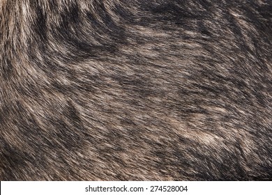 Closeup Shot Of The Fluffy Dog Fur