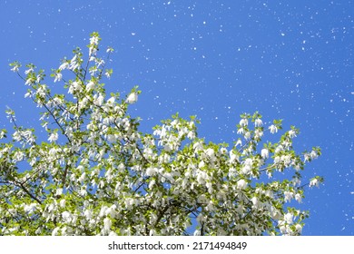 Close-up shot of fluffy poplar seeds flying of a poplar tree in bright summer sunlight. - Shutterstock ID 2171494849