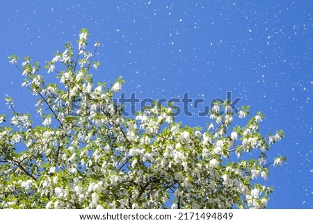 Close-up shot of fluffy poplar seeds flying of a poplar tree in bright summer sunlight.