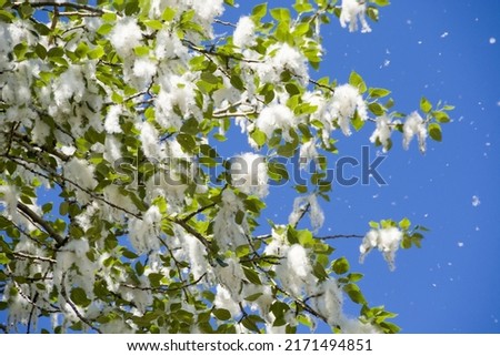 Close-up shot of fluffy poplar seeds flying of a poplar tree in bright summer sunlight.