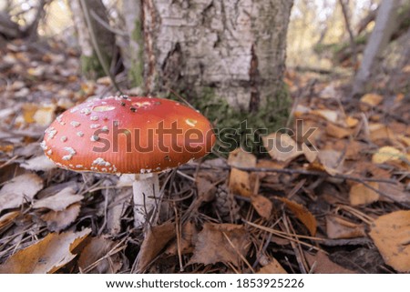 Similar – Image, Stock Photo Fly agaric on the forest path