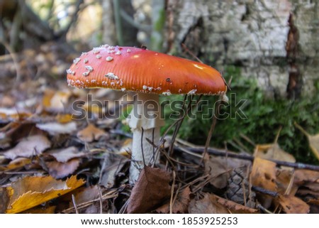 Similar – Image, Stock Photo Fly agaric on the forest path