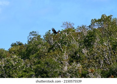 The Close-up Shot Of A Flying Bird Above The Trees