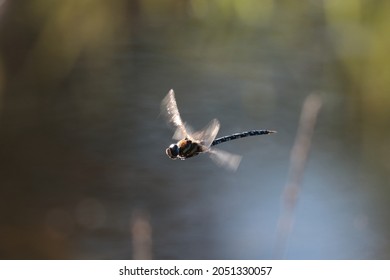A closeup shot of a flying dragonfly on a blurred background
