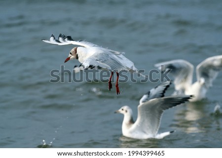 Similar – Gull flies over the sea at dusk