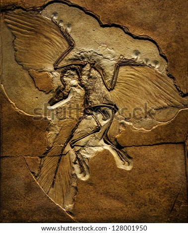 Close-up shot of a fossil of a dinosaur