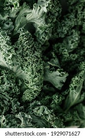 A closeup shot of fresh green curly kale leaves