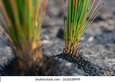 若芽 の画像 写真素材 ベクター画像 Shutterstock