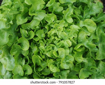 Closeup Shot of Fresh Green Oak Lettuce, The Main Ingredient for Vegetable Salad, for Background, Backdrop, or Wallpaper.