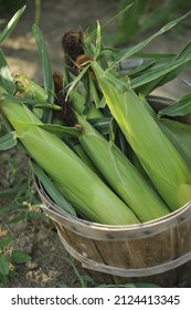 A Close-up Shot Of A Freshly Picked Sweet Corn From The Garden In A Wooden Bucket