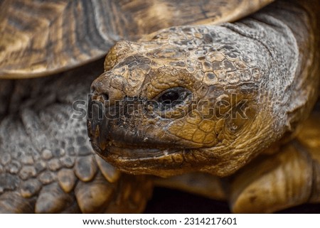 A closeup shot of a Galapagos Giant Tortoise with beautifully textured reptile skin