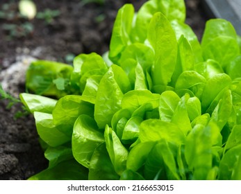 A Close-up Shot Of A Garden Lettuce Plant Growing In A Vegetable Garden 