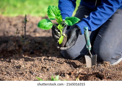 Closeup Shot Of Gardener's Hands With A Small Sapling Of Aster Flower	