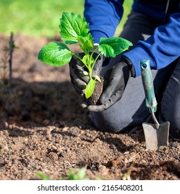 Closeup Shot Of Gardener's Hands With A Small Sapling Of Aster Flower	