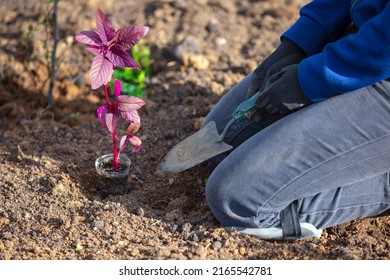 Closeup Shot Of Gardener's Hands With A Small Sapling Of Amaranth Flower