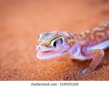 A Closeup Shot Of A Gecko Sticking Its Tongue Out