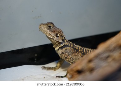 A Closeup Shot Of A Gecko In A Zoo Habitat