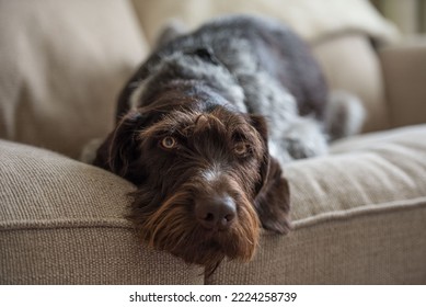 A closeup shot of a German Wirehaired Pointer lying on a soft couch indoors - Shutterstock ID 2224258739
