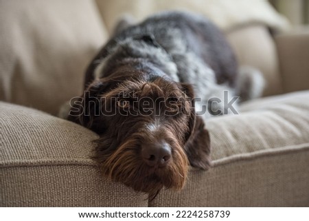 A closeup shot of a German Wirehaired Pointer lying on a soft couch indoors