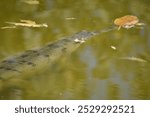 A close-up shot of a gharial, a critically endangered reptile with a long, narrow snout.