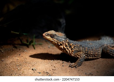 A Closeup Shot Of A Giant Girdled Lizard (Smaug Giganteus)