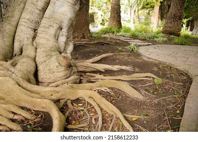 A Closeup Shot Of A Giant Tree Roots And Green Forest