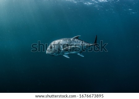 Close-up shot of a giant trevally fish swimming in the ocean with sun rays and blue space around.