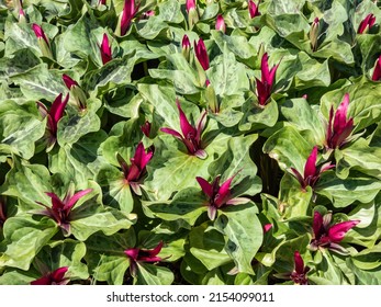 Close-up shot of the Giant wake-robin or giant trillium, wakerobin or common trillium (Trillium chloropetalum) with a whorl of three leaves and a single reddish-purple flower with 3 sepals and petals
