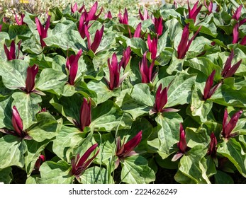 Close-up shot of the Giant wake-robin or giant trillium, wakerobin or common trillium (Trillium chloropetalum) with a whorl of three leaves and a single reddish-purple flower with 3 sepals and petals - Shutterstock ID 2224626249