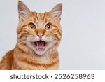 A close-up shot of a ginger cat with its mouth wide open, revealing its pink tongue and teeth. Its eyes are wide with a surprised or curious expression.