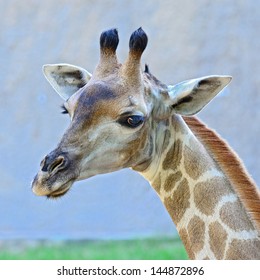 Closeup shot of giraffe
