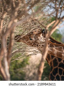 A closeup shot of a Giraffe eating from a tree at Al Ain Zoo Abu Dhabi