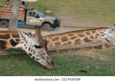 A closeup shot of a giraffe resting at the zoo - Powered by Shutterstock