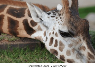 A closeup shot of a giraffe resting at the zoo - Powered by Shutterstock