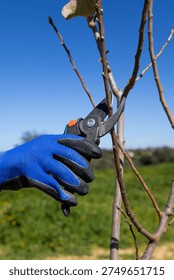 A close-up shot of a gloved hand using pruning shears to trim a small tree branch outdoors with a clear blue sky in the background